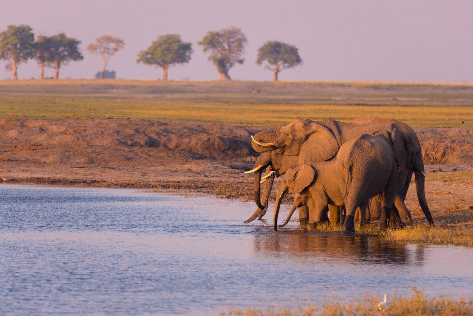 16 Frequently asked questions about Chobe national park on Botswana wildlife safari